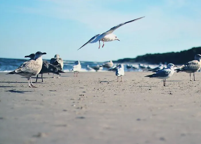 홀리데이파크 Martini 미엥지즈드로예